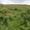 Annishader, E Group (NG 44650 50960): structure NG 44688 50960 among the bracken, looking S