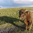 General view of the cottage known as Tigh Fiona Ghall, Balemartine, Tiree, taken from the South. Highland cow in foreground.