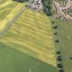 Oblique aerial view of the cropmarks of the cursus monument, enclosure and henge at Drybridge, taken from the NNW.