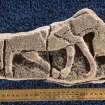 View of fragment (Drainie 3) showing horse (with scale)