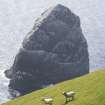 St Kilda, Boreray, sheep with Stac Lee in the background. 
© Stuart Murray