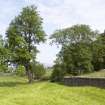 Remains of hawthorn hedge, view from SSE