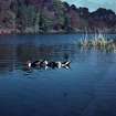 Culzean Estate. General landscape view (lake)