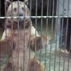 Edinburgh Zoo. Caged bear.