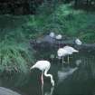 Probable location, Edinburgh Zoo. Flamingos enclosure