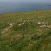 One of the peat stands on the slopes of Toa Rona, taken from the E.