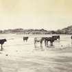 View of a group of Highland cattle on Kiloran Beach, Colonsay.
Titled: '67. Highland Cattle on Kiloran Beach.'
PHOTOGRAPH ALBUM NO 186: J B MACKENZIE ALBUMS vol.1