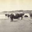 View of a group of Highland cattle on sands near Kiloran Bay, Colonsay.
Titled: '70. Highland Cattle of the sands near Kiloran.'
PHOTOGRAPH ALBUM NO 186: J B MACKENZIE ALBUMS vol.1