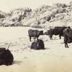 View of a group of Highland cattle on sands near Kiloran Bay, Colonsay.
Titled: '71. Highland Cattle of the sands near Kiloran.'
PHOTOGRAPH ALBUM NO 186: J B MACKENZIE ALBUMS vol.1