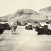 View of a group of Highland cattle on the land at Kiloran Bay, Colonsay.
Titled: '73. Highland Cattle of the Lands at Kiloran Beach.'
PHOTOGRAPH ALBUM NO 186: J B MACKENZIE ALBUMS vol.1