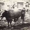 View of bull in front of house near Kiloran, Colonsay.
Titled: '62. Bull of Kiloran, 1869'
PHOTOGRAPH ALBUM NO 186: J B MACKENZIE ALBUMS vol.1