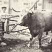 View of two children behind a fence with a Kiloran Bull in the foreground, Kiloran, Colonsay.
Titled: '64. Bull at Kiloran, 1869.'
PHOTOGRAPH ALBUM NO 186: J B MACKENZIE ALBUMS vol.1