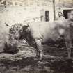 View of bull that took first prize in Perth competition, at Kiloran, Colonsay.
Titled: '65. Bull at Kiloran, 1869.It took the first prize at Perth.'
PHOTOGRAPH ALBUM NO 186: J B MACKENZIE ALBUMS vol.1