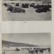 View of two photographs entitled '133 and 134'. Both images are of a Highland cattle herd at Kiloran Bay, Colonsay, Argyll.
PHOTOGRAPH ALBUM No. 187, (cf PAs 186 and 188) Rev. J.B. MacKenzie of Colonsay Albums,1870, vol.2.
