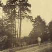 View of man on path at Learney House grounds. 
Titled: 'East Avenue, Learney'.
PHOTOGRPH ALBUM No.4: INNES OF COWIE ALBUM.