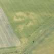 Oblique aerial view of the cropmarks of the settlement and the unenclosed houses at Congalton, looking NNE.