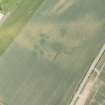 Oblique aerial view of the cropmarks of the unenclosed houses and ring ditch, looking NE.