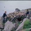 Cleit 27, Soay, with S Rae (left) and W Wright.
