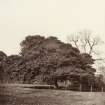 Photograph of Holly tree in Park at Lahill