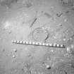 The rim of a small wooden bowl (DP92/066) exposed by sea-bed erosion on the historic shipwreck off Duart Point, photographed by the ADU on behalf of Historic Scotland in 1992. Scale in centimetres. (Archaeological Diving Unit)