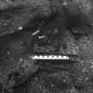 Further excavation around pewter plate (DP99/026) reveals a human lower jaw. Scale 15 centimetres. (Colin Martin)
