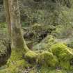 Detail of placed stones at base of tree.