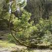 Overgrown shaped pine at north west end of lake.