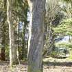 Trunk of cherry tree with decorative cuts in bark.