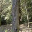 Trunk of cherry tree with decorative cuts in bark.