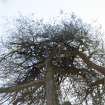 Tree canopy (pine) showing earlier deliberate shaping.