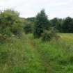 Parkmill section/ Length 2. As the waggon road continues round the curve, there are remnants of old hawthorn hedges on both sides, with more recent trees interspersed with the hawthorn.