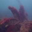 View of propellor on steamship Numidian