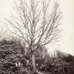 View of tree and a woman in opening in the garden wall, St Germains House.