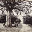 View of a man and boy sitting by a tree with names carved in the bark in garden with St Germains House visible in the background.