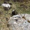 Cist, Rousay, North House.