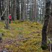 An arc of moss-covered rubble/stone walling, probable remains of a hut circle, mostly mutilated by tree mounding, set within widely-spaced trees, Inchnacardoch Forest Block, South Loch Ness