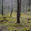 An arc of moss-covered rubble/stone walling, probable remains of a hut circle, mostly mutilated by tree mounding, set within widely-spaced trees, Inchnacardoch Forest Block, South Loch Ness