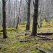 An arc of moss-covered rubble/stone walling, probable remains of a hut circle, mostly mutilated by tree mounding, set within widely-spaced trees, Inchnacardoch Forest Block, South Loch Ness