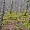 Moss-covered clearance cairn of medium-large stone near hut circles Site 6, Inchnacardoch Forest Block, South Loch Ness