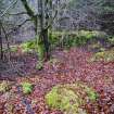 Drystone sheepfold walling under thick moss, Inchnacardoch Forest Block, South Loch Ness