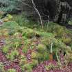 Drystone house under thick moss, inside sheepfold Site 7a, Inchnacardoch Forest Block, South Loch Ness