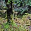 Entrance into house inside sheepfold Site 7a, Inchnacardoch Forest Block, South Loch Ness