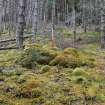 Moss-covered stone clearance cairn, spread downhill - disturbed by tree mounding, Inchnacardoch Forest Block, South Loch Ness