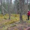 An arc of moss-covered rubble/stone walling, probable remains of a hut circle, mostly mutilated by tree mounding, set within widely-spaced trees, Inchnacardoch Forest Block, South Loch Ness