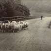 View of flock of sheep on road, possibly in the Peebles area