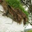  Detail of roof corner on small traditional cottage showing grassy vegetation growth on thatching, Auchindrain township museum, Loch Fyne.