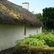 Side view of cottage showing mossy growth on thatch; Robert Burns Cottage, Alloway.