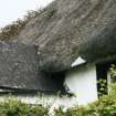 Detail of thatched roof showing vegetation growth;  Windyhill, High Street, Ardersier.