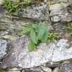 Plants growing on the broch at the time of survey