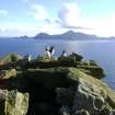 Puffins on the lintels of a cleit